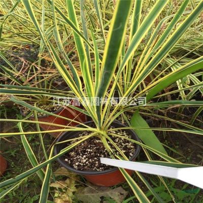 綠化喬木廣玉蘭，廣玉蘭苗，別名：大花玉蘭、荷花玉蘭、洋玉蘭