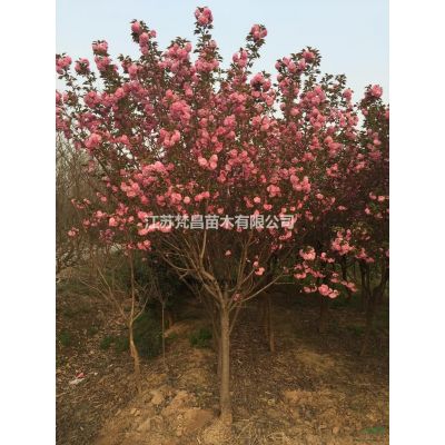 江蘇櫻花價格 櫻花基地哪里好/哪家便宜