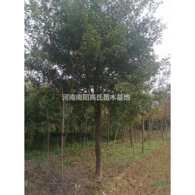 河南[產(chǎn)品]/河南廣玉蘭 南陽(yáng)廣玉蘭基地 2021年廣玉蘭價(jià)格/報(bào)價(jià)
