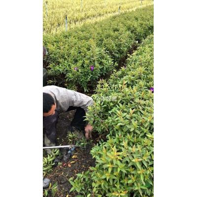 18到20公分廣玉蘭常年發(fā)往貴州六盤水，廣玉蘭基地
