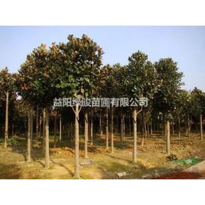 哪里有廣玉蘭樹基地   15公分廣玉蘭樹行情