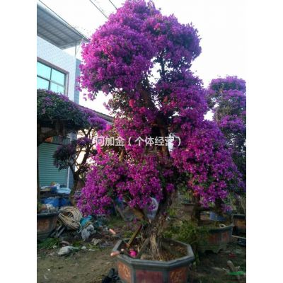 福建省漳州市，紅玉蘭，紫玉蘭，廣玉蘭基地