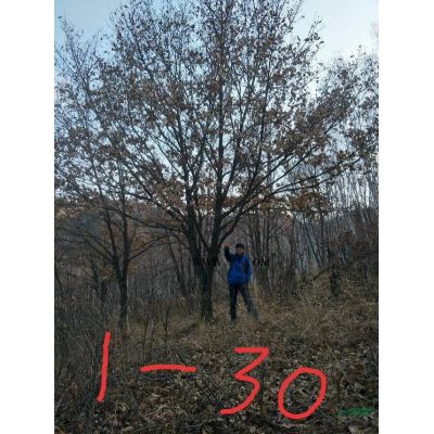 叢生五角楓，多分枝叢生五角楓，河北承德基地直銷