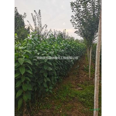 石楠，紅葉石楠，中華石楠，叢生石楠