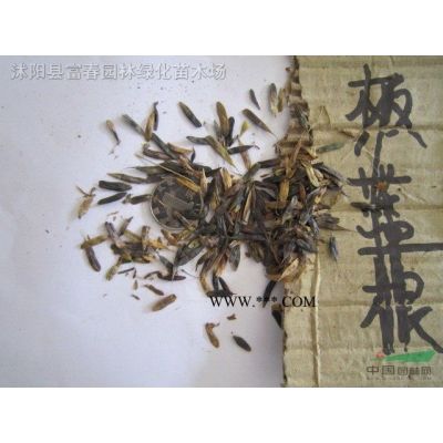 供應綠化苗 紅葉石楠 紅葉石楠球 獨桿紅葉石楠 規格*