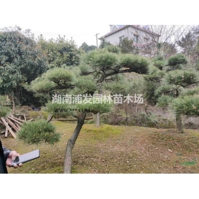 移栽香泡樹-全冠香泡樹-骨架香泡樹-特價(jià)香泡