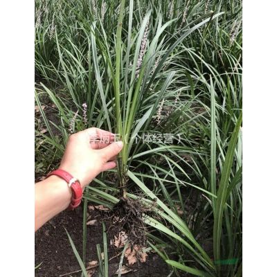 紅葉石楠大量出售.工程苗 園林綠化工程 歡迎來(lái)電詳詢。