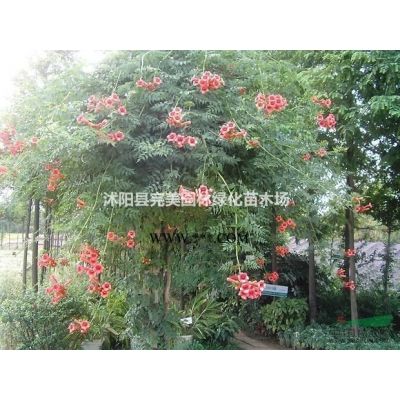 供應高桿龍柏_龍柏條_龍柏樹