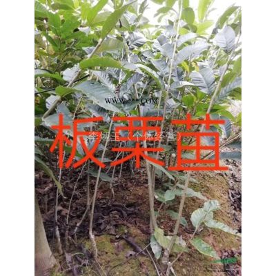 8-15公分羅漢松價(jià)格.四川羅漢松大量出售中.6公分羅漢松價(jià)