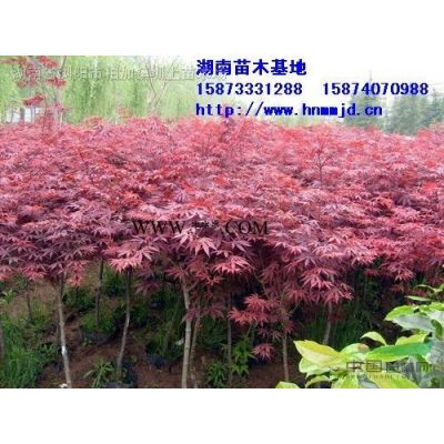 龍柏球、小龍柏、直生龍柏、湖南造型龍柏