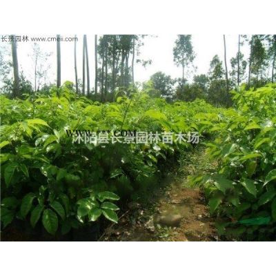 香泡種子江蘇哪里有賣(mài)的？