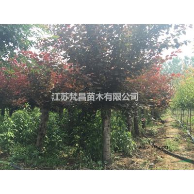 龍柏球基地 龍柏球價格介紹/特征/用途