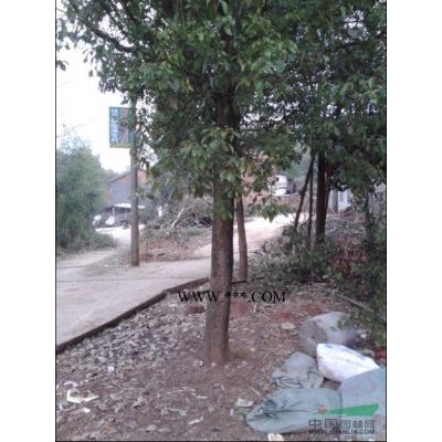 湖北咸寧藝家百年苗木基地供應10-20公分樂昌含笑