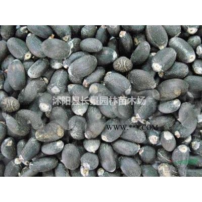 哪里有賣(mài)棕櫚種子的？什么價(jià)格？