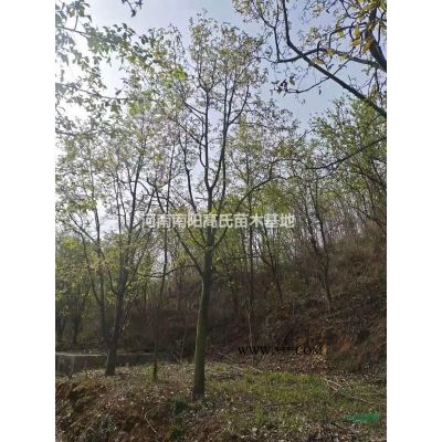 大小規(guī)格石楠 河南石楠價(jià)格 南陽(yáng)石楠樹 河南紅葉石楠農(nóng)戶直銷
