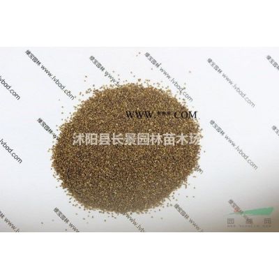 羅漢松種子多少錢(qián)一斤，羅漢松種子價(jià)格