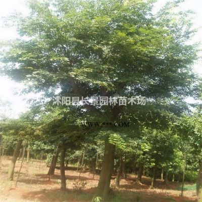 樂(lè)昌含笑種子什么價(jià)格？