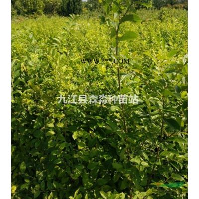 紅葉石楠球 紅葉石楠球基地 紅葉石楠球種植基地