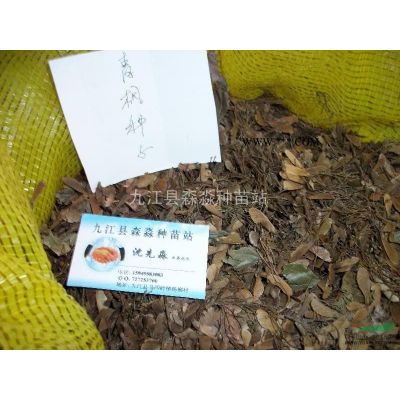 11公分造型羅漢松 精品造型羅漢松 羅漢松價格