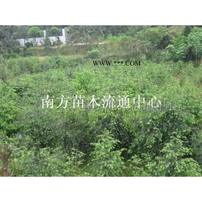 湖南樂昌含笑-樂昌含笑價(jià)格