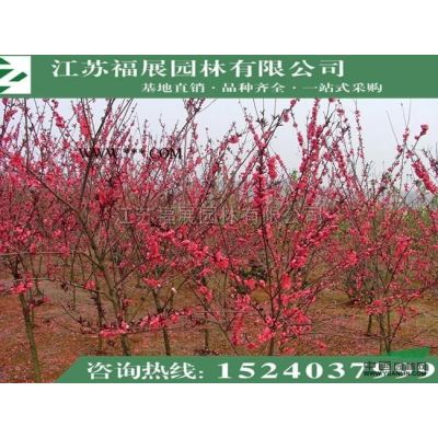 批發紅葉石楠球 獨桿石楠