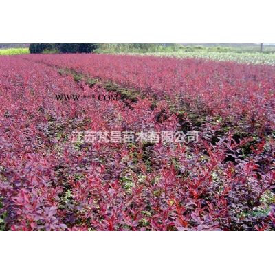 江蘇棕櫚棕櫚價格_棕櫚行情報價/棕櫚價格_棕櫚基地圖片展示