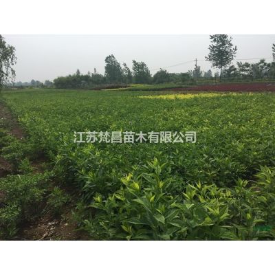 江蘇高桿紅葉石楠 獨(dú)桿紅葉石楠哪里好/哪家便宜