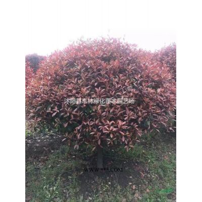 供應(yīng)玉蘭、櫻花、紅楓、紫葉李、木槿、廣玉蘭、雞爪槭、垂絲海棠