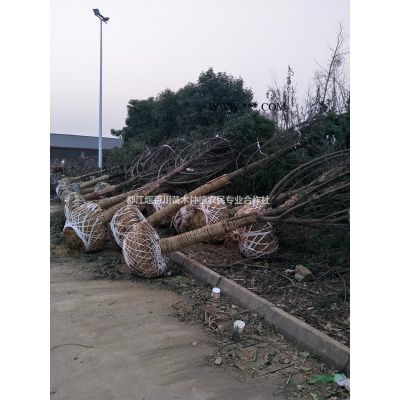 叢生樸樹(shù)　樸樹(shù)拼栽　拼栽樸樹(shù)　叢生樸樹(shù)價(jià)格　叢生樸樹(shù)行情　叢生樸樹(shù)基地