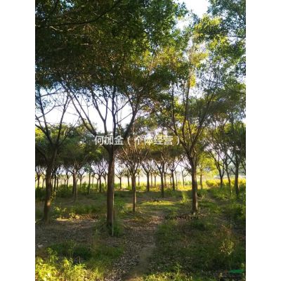 福建省漳州市供應綠庭院設計，紫薇樁景