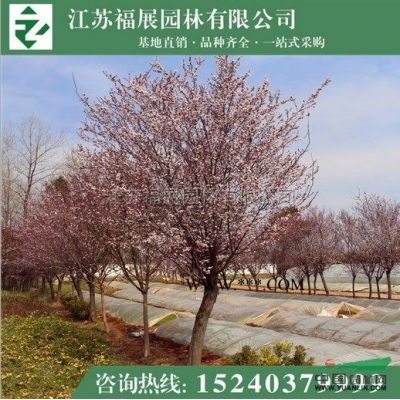 江蘇馬褂木*新報價/馬褂木圖片