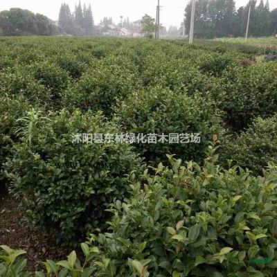 供應(yīng)大葉女貞、紫薇、紫葉李、雪松、垂柳、櫻花、國槐