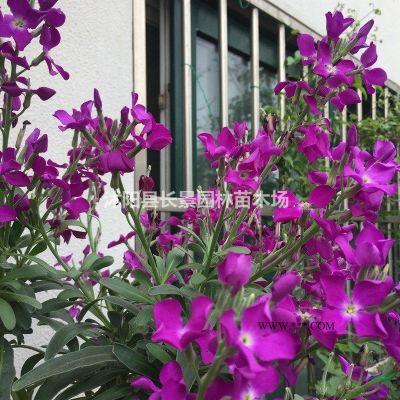 櫸樹種子哪里多？櫸樹種子價格哪里比較低？