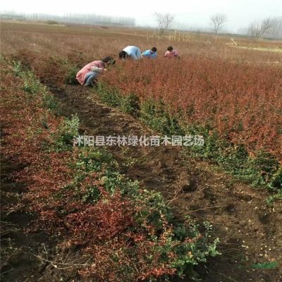 供應(yīng)櫻花8-18公分價(jià)格、櫻花圖片、櫻花綠化苗木苗圃基地直銷