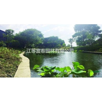 供應黑鉆石紫薇 黑鉆石紫葉丹紅紫薇苗圃扦插苗及工程苗