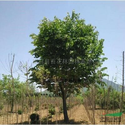 大量供應低分支紅葉李