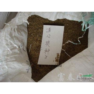 綠化喬木銀杏，銀杏嫁接苗，銀杏實生苗，別名： 白果，公孫樹