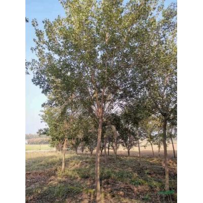 河南紫薇樹價格 百日紅批發價格 河南紫薇報價