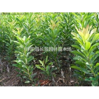 今年紅葉李種子價格便宜嗎？紅葉李種子價格哪里比較低？