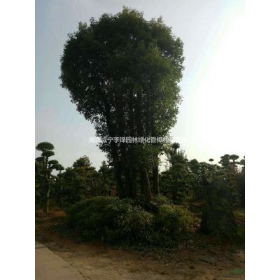 優質特價8-14公分櫻花產地直銷
