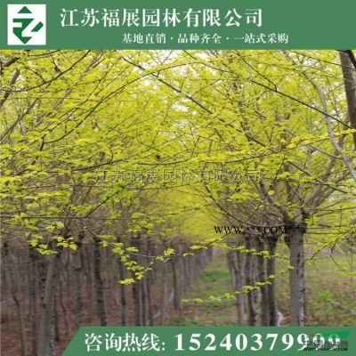 紫葉李別稱紅葉李、櫻桃李  紫葉李*新價格  紫葉李照片