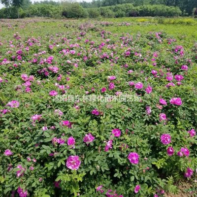 大量供應(yīng)江蘇櫸樹價(jià)格、沭陽櫸樹綠化苗木工程苗