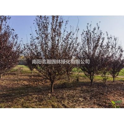 大量供應8-12公分美國紅楓