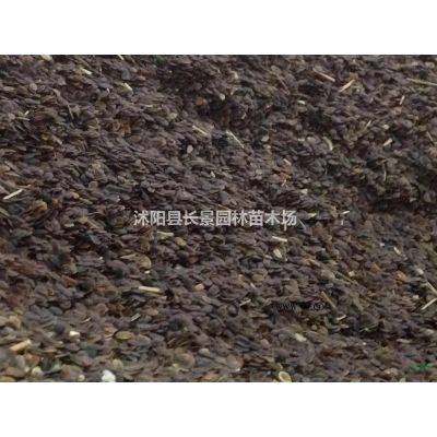 紫薇樹種子什么時候播種？