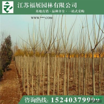櫸樹行情報價\櫸樹圖片展示