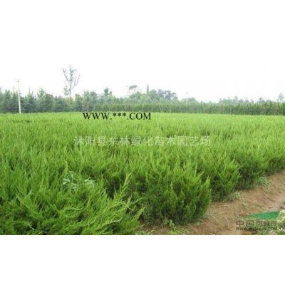 供應(yīng)叢生樸樹價(jià)格、叢生樸樹圖片、叢生樸樹綠化苗木基地直銷