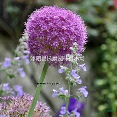 今年無患子種子賣多少錢一斤？去哪里能買到?