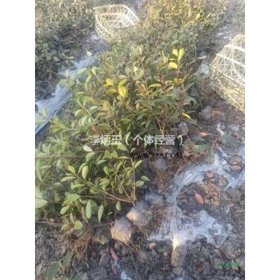 6公分紅楓批發(fā)價(jià)格.哪里有6公分紅楓出售.3-6公分紅楓一手