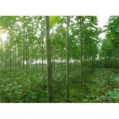 大量供應紅櫸_櫸樹苗木