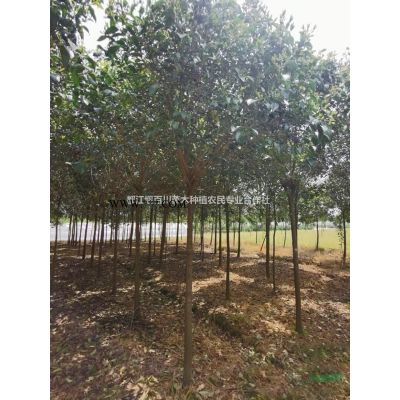 叢生紅櫸價(jià)格　紅櫸　紅櫸樹(shù)　叢生紅櫸行情　叢生紅櫸產(chǎn)地　成都紅櫸　四川紅櫸樹(shù)　叢生紅櫸基地　叢生紅櫸